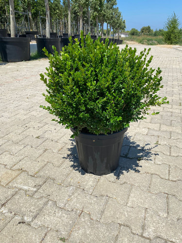 BUXUS MİCROPHYLLA FAULKNER CLT 25.jpg