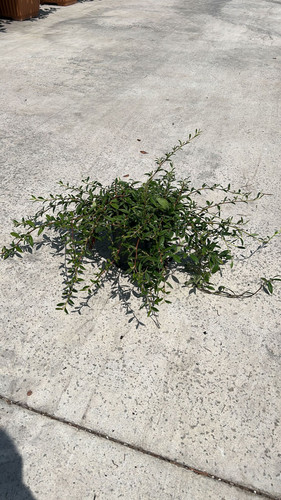 COTONEASTER SALİCİFOLİUS CLT 3.jpg