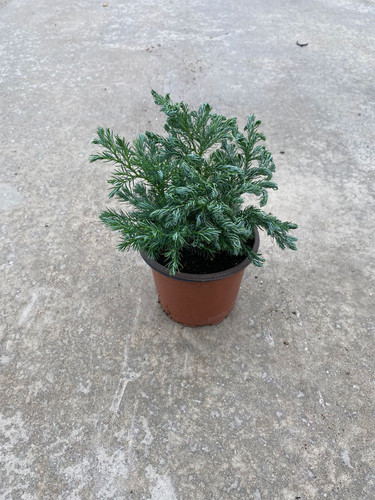 CHAMAECYPARIS PİSİFERA BOULEVARD CLT 1,5.jpg