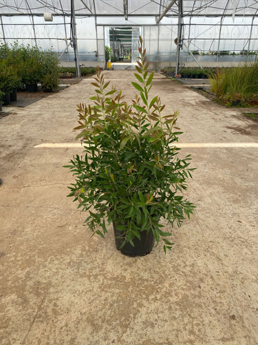 CALLİSTEMON LEAVİS CLT 7.jpg