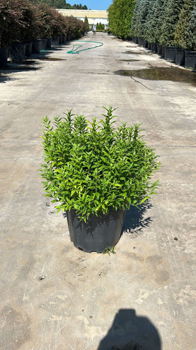 DEUTZİA GRACİLİS NİKKO CLT 15.jpg