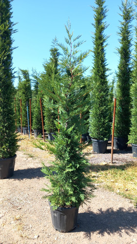 CUPRESSOCYPARİS LEYLANDİİ 200 250 CM.jpg