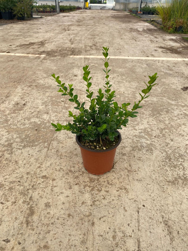 BUXUS MİCROPHYLLA FAULKNER CLT 1,5.jpg