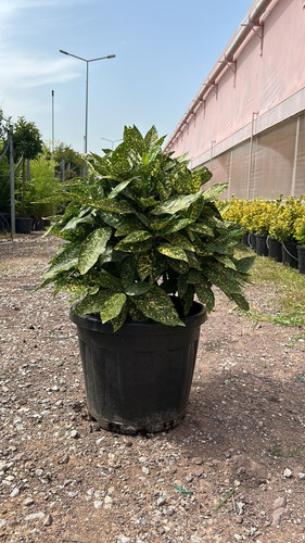 AUCUBA J. VARİEGATA CLT 36,5.jpg