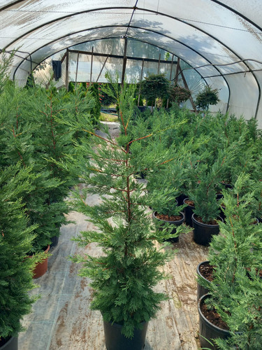 CUPRESSOCYPARİS LEYLANDİİ 100 150 CM.jpg