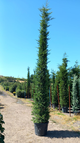 CUPRESSOCYPARİS LEYLANDİİ 450 500 CM.jpg