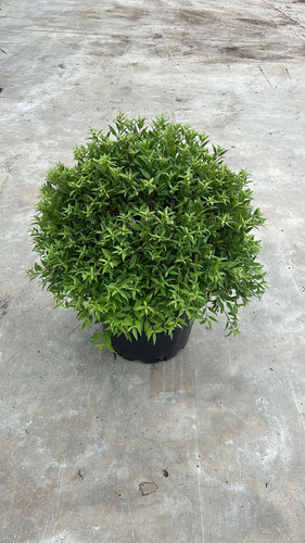 DEUTZİA GRACİLİS NİKKO CLT 36.jpg