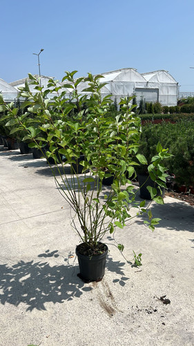 CORNUS ALBA SİBİRİCA CLT 15.jpg