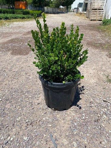 BUXUS MİCROPHYLLA FAULKNER CLT 7.jpg
