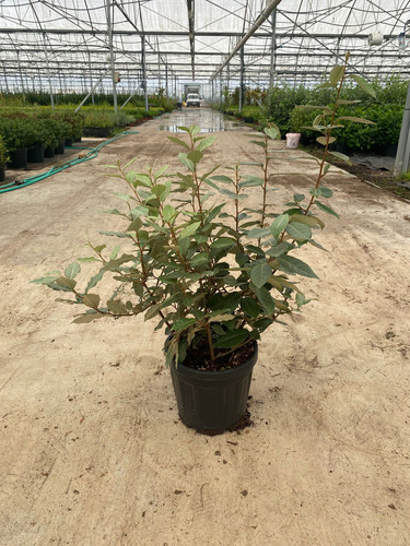 ELAEAGNUS EBBİNGEİ ANGUSTİFOLİA CLT 7.jpg