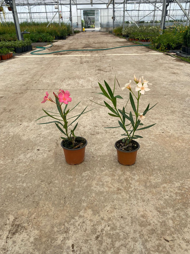 NERİUM OLENADER CLT 1,5.jpg