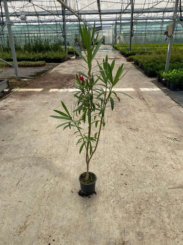 NERİUM OLENADER CLT 2.jpg