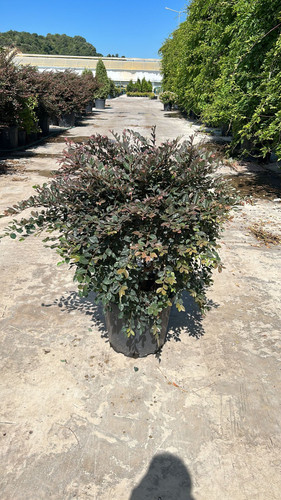 LOROPETALUM CHİNENSE FİRE DANCE CLT 35.jpg