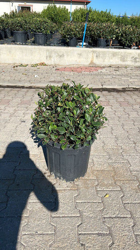 PHOTİNİA FRASERİ LİTTLE RED ROBİN BALL CLT 25.jpg