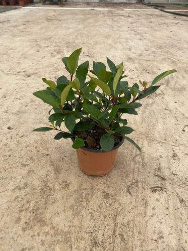 PHOTİNİA FRASERİ LİTTLE RED ROBİN CLT 1,5.jpg