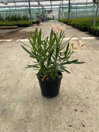 NERİUM OLENADER CLT 7,5.jpg