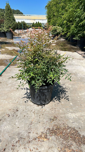 NANDİNA DOMESTİCA CLT 35.jpg