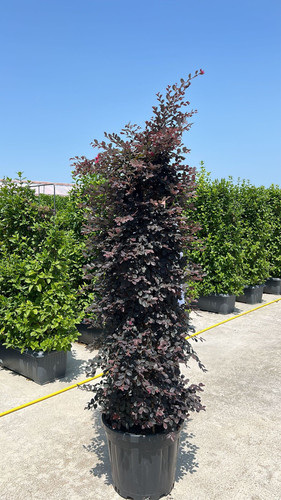 LOROPETALUM CHİNENSE B.P. PYRAMİDALİS CLT 55.jpg