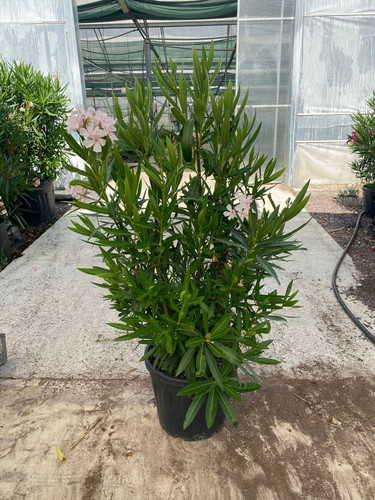 NERİUM OLEANDER CLT 36,5.jpg