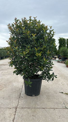 PHOTİNİA FRASERİ COMPACTA ROBUSTA CLT 45.jpg