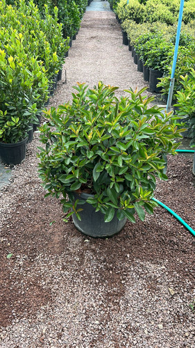 PHOTİNİA FRASERİ RED ROBİN BALL CLT 55.jpg