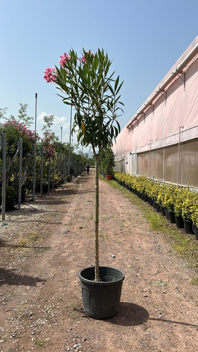 NERİUM OLEANDER TİGE CLT 36,5.jpg