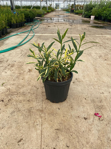 NERİUM OLEANDER VARİEGATA CLT 7,5.jpg