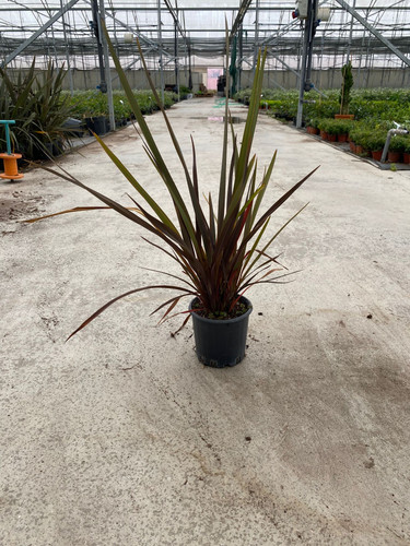 PHORMİUM TENAX SPP CLT 2.jpg