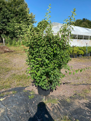 PHİLADELPHUS CORONAİRUS CLT 35.jpg