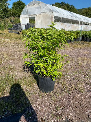 PHİLADELPHUS CORONAİRUS CLT 15.jpg