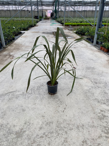 PHORMİUM TENAX SPP CLT 3.jpg