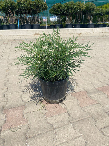 MAHONİA SOFT CARRES CLT 7,5.jpg