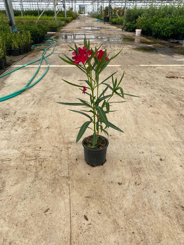 NERİUM OLEANDER CLT 3.jpg