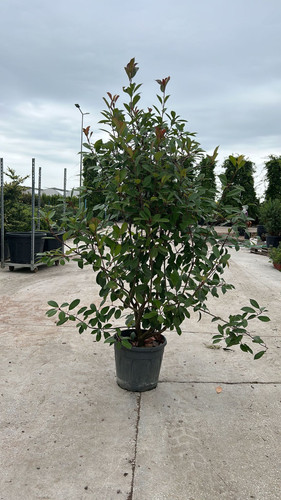 PHOTİNİA FRASERİ RED ROBİN CLT 25.jpg