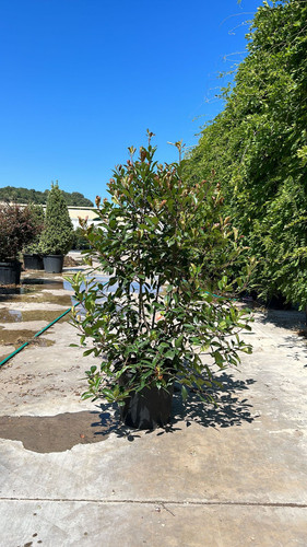 PHOTİNİA FRASERİ RED ROBİN CLT 35.jpg