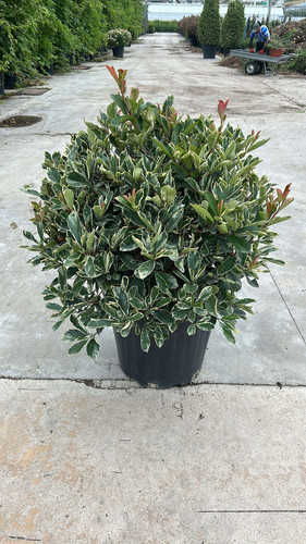 PHOTİNİA FRASERİİ P.M. CLT 55.jpg