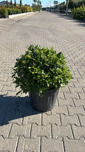 PİTTOSPORUM TOBİRA NANA CLT 35.jpg