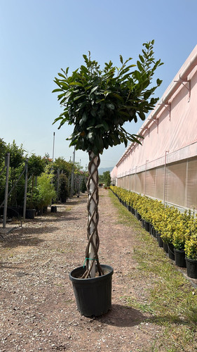 PRUNUS LAUROCERASUS TWİSTED CLT 55.jpg