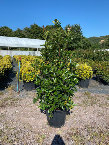 PHOTİNİA FRASERİ RED ROBİN CLT 35.jpg