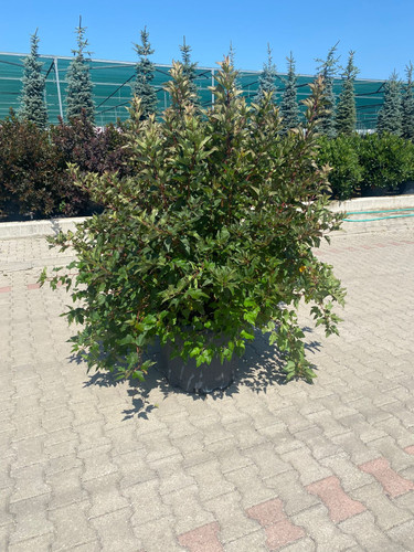 PHYSOCARPUS O.D. CLT 90.jpg