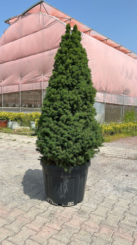 PİCEA CONİCA CLT 90.jpg