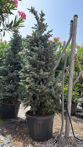 PİCEA PUNGENS GALUCA CLT 90.jpg