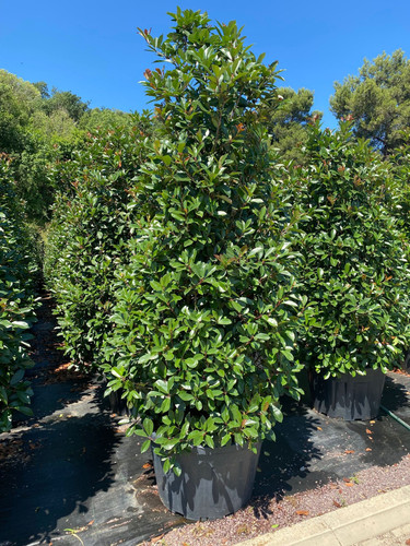 PHOTİNİA FRASERİİ RED ROBİN PYRAMİDALİS CLT 240.jpg