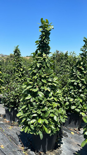 PRUNUS LAUROCERASUS CLT 90.jpg