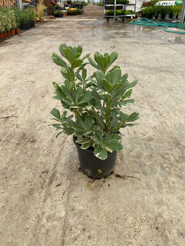 PİTTOSPORUM TOBİRA VARİEGATA CLT 3.jpg