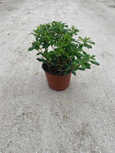 PİTTOSPORUM HETEROPHYLLUM CLT 1,5.jpg