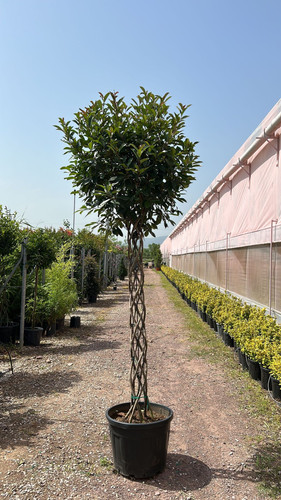 PHOTİNİA FRASERİİ RED ROBİN TWİSTED CLT 90.jpg