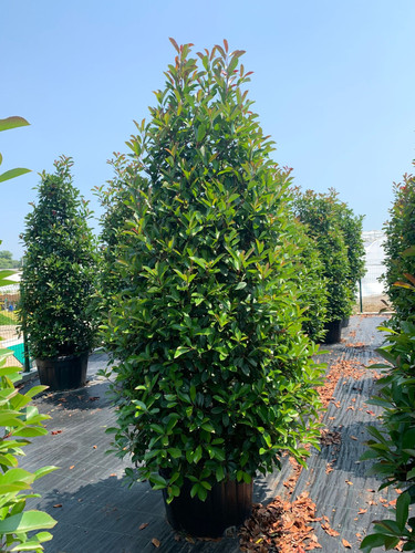 PHOTİNİA FRASERİ RED ROBİN PYRAMİDALİS CLT 160.jpg