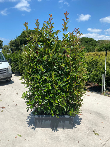 PHOTİNİA FRASERİ RED ROBİN WALL CLT 90.jpg