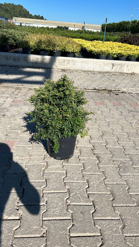 PYRACANTHA COCCİNEA NANA CLT 12,5.jpg
